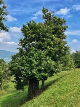 bella pianta di castagne