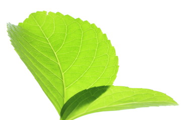 アジサイの若葉