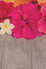 Fototapeta premium border of colorful hibiscus flowers
