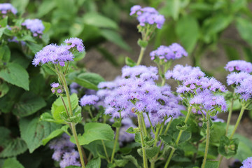 flower outdoor