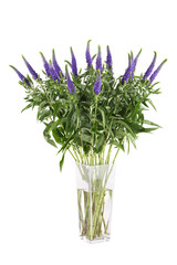 Fototapeta premium Flowers Veronica Isolated