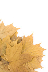 Autumn Leaves Isolated