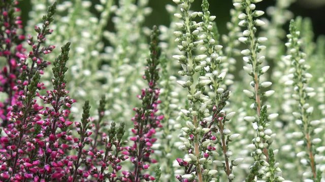 Heather in the nature
