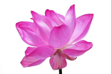 Foto op Canvas lotusbloem geïsoleerd op een witte achtergrond. © sakhorn38