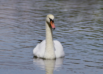 white swan swimming on the lake