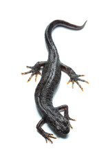 Great crested newt (Triturus cristatus) on white