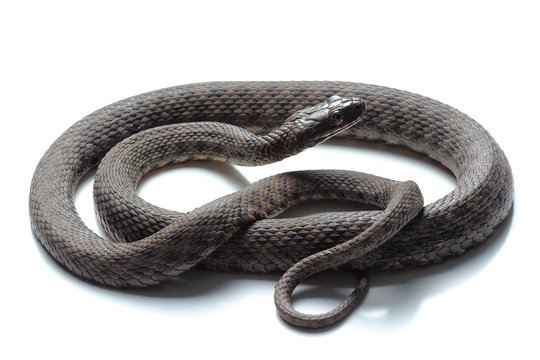 Dice snake (Natrix tessellata) isolated on white