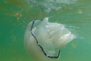 Most jellyfish in the sea
