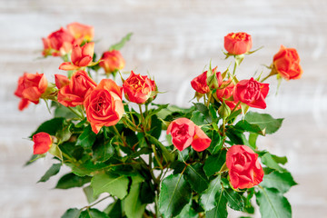 bouquet of tea roses