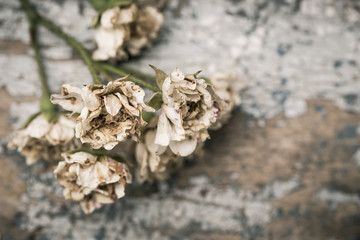 Faded roses on an old painted wooden background