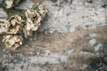 Faded roses on an old painted wooden background