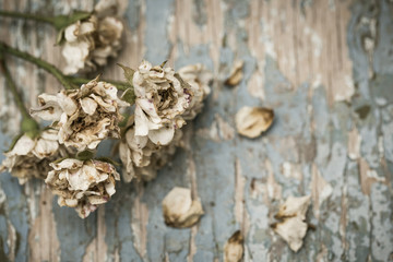 Faded roses on an old painted wooden background