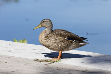 duck on river