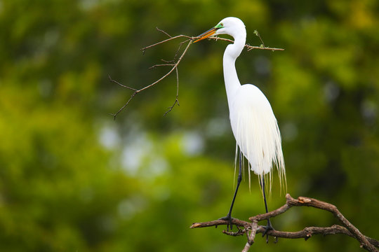 Great Egret (Ardea alba)
