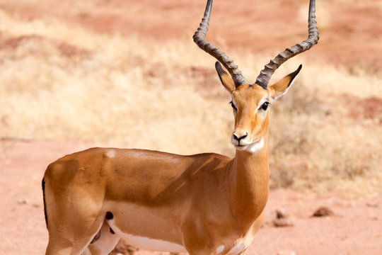 Impala on Tsavo Natioanl Park - Kenya