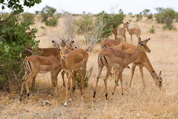 Naklejka na ściany i meble Group of impala in Tsavo Natioanl Park