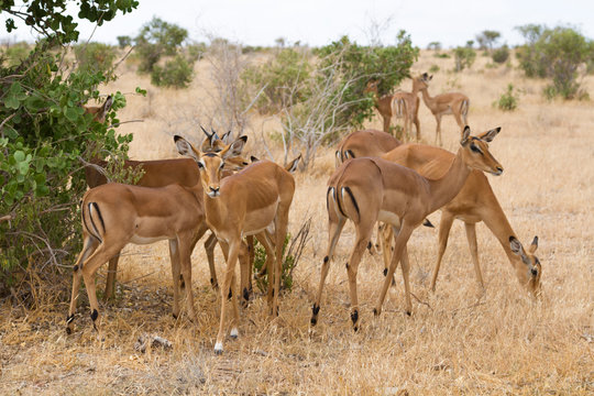 Group of impala in Tsavo Natioanl Park