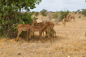 Fototapeta na wymiar Group of impala in Tsavo Natioanl Park