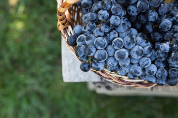 Red wine grapes. dark grapes, blue grapes, wine grapes in a bask