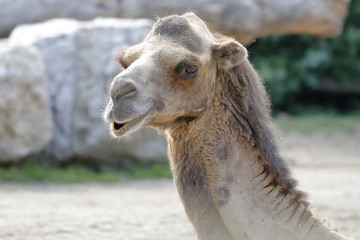 camel