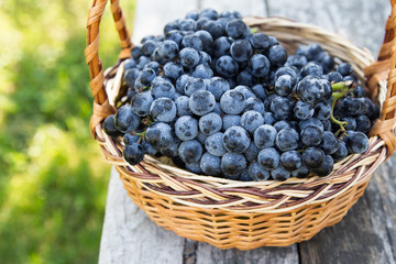 Red wine grapes. dark grapes, blue grapes, wine grapes in a bask