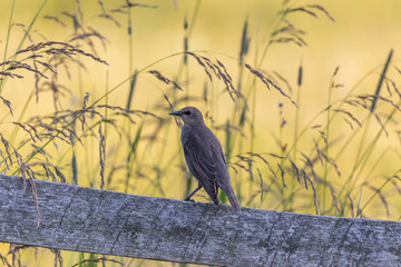 Juvenile starling looking into the camera from a fence of the grass field border. Authentic farm series.