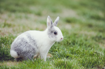 Petit lapin blanc et gris