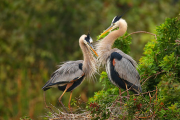 Great Blue Herons standing in the nest. It is the largest North