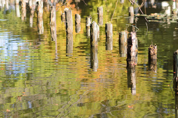 Autumn Trees Reflected in the Water