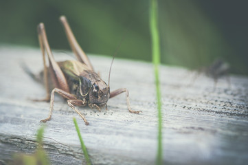Cricket