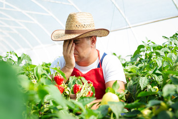 Farmer in greenhouse checking chili peppers