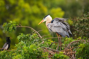 Great Blue Heron standing on a nest. It is the largest North Ame