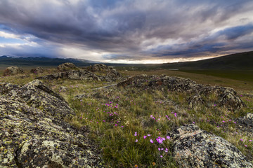 Beautiful wild flowers in the rocks. Scenic mountain landscape.
