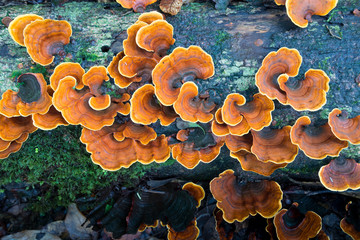 Turkey tail tree fungus on a rotted fallen tree