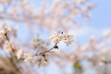 Obraz na płótnie Canvas Cherry Blossoms