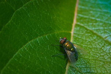 Fliegenmakro