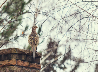 female pheasant sits frontof stone fence