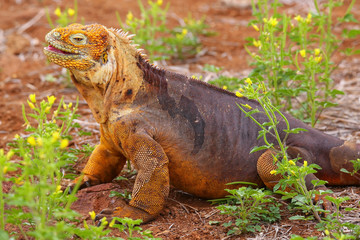 Galapagos Land Iguana on North Seymour island, Galapagos Nationa
