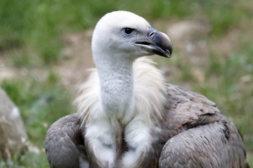 vulture snow