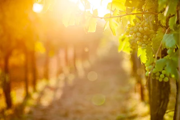 Selbstklebende Fototapete Weingarten Weiße Trauben (Pinot Blanc) im Weinberg bei Sonnenaufgang.