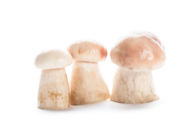 The ceps isolated