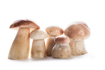 The ceps isolated