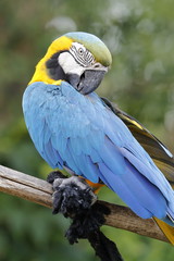 macaw parrot