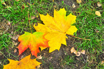 Fallen autumn leaves on the ground.