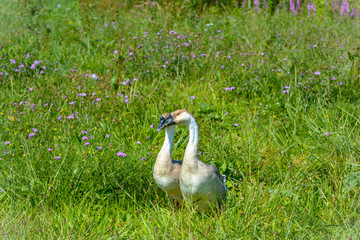 Braune Höckergänse in der Wiese