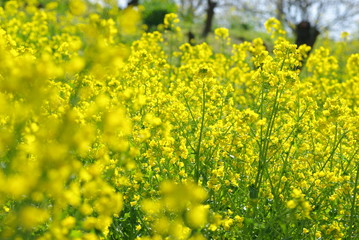 菜の花