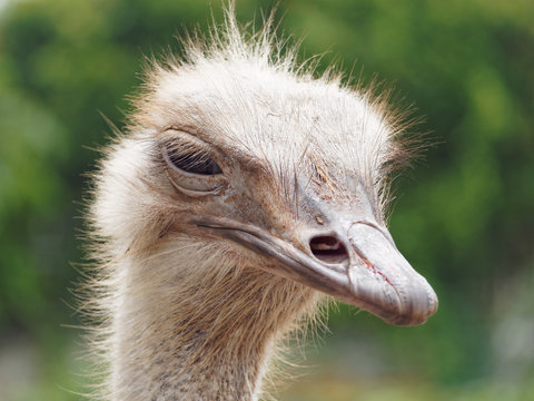 Ostrich at close up
