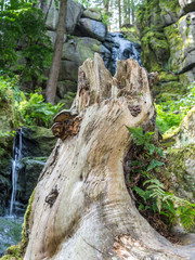 Blauenthal Wasserfall Baumwurzel