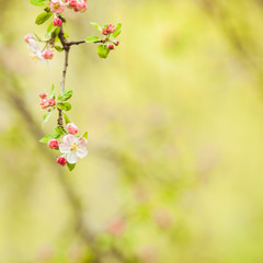 Branches of apple tree 