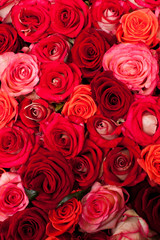 Red roses background